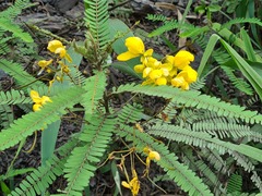 Senna mutisiana