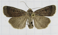 Abagrotis placida