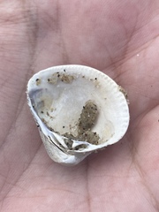 Anomalocardia flexuosa