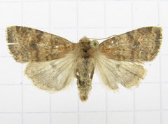Anathix puta