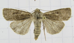 Euxoa comosa