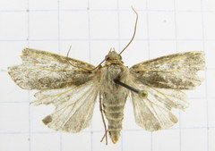 Euxoa comosa