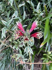 Alstroemeria psittacina