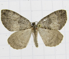 Hydriomena furcata