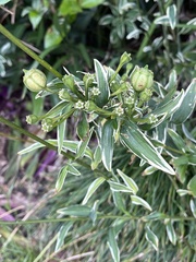 Alstroemeria psittacina