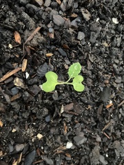 Brassica oleracea viridis