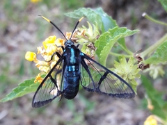 Nyridela acroxantha