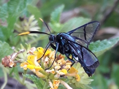 Nyridela acroxantha