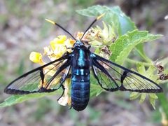 Nyridela acroxantha