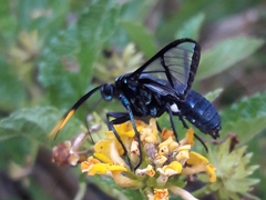 Nyridela acroxantha
