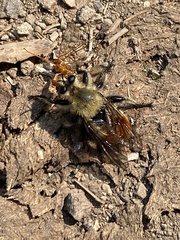 Laphria fernaldi