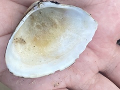Iphigenia brasiliensis