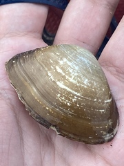 Iphigenia brasiliensis