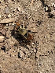 Laphria fernaldi
