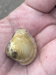 Anomalocardia flexuosa