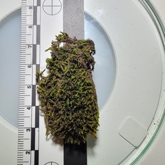 Racomitrium microcarpon