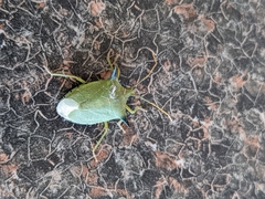 Biprorulus bibax