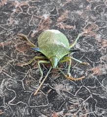 Biprorulus bibax