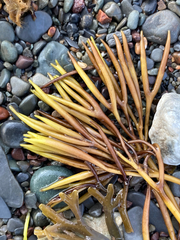 Furcellaria lumbricalis