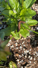 Euptoieta claudia