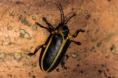 Mecistomela marginata