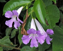 Bignonia callistegioides