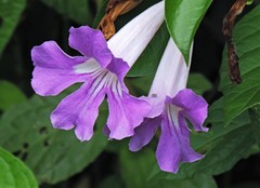 Bignonia callistegioides