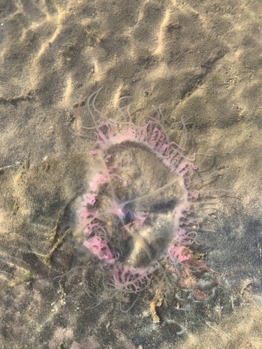 Olindias sambaquiensis