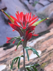 Castilleja scabrida scabrida