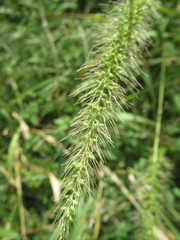 Setaria scheelei