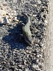 Podarcis carbonelli carbonelli