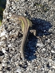 Podarcis carbonelli carbonelli