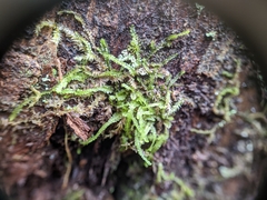 Odontoschisma denudatum