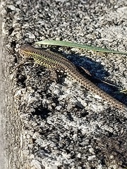 Podarcis carbonelli carbonelli