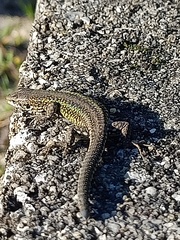 Podarcis carbonelli carbonelli