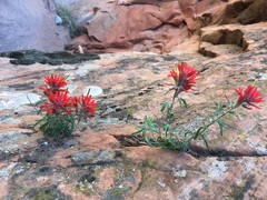 Castilleja scabrida scabrida