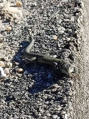 Podarcis carbonelli carbonelli