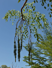 Moringa hildebrandtii