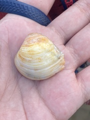 Anomalocardia flexuosa