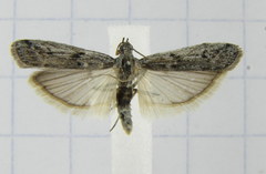 Phycitodes mucidella