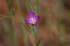 Clarkia purpurea