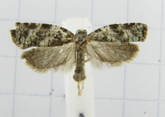 Archips packardiana
