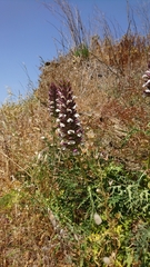 Acanthus spinosus