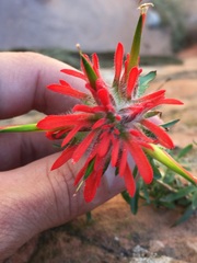 Castilleja scabrida scabrida