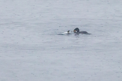 Phalacrocorax carbo