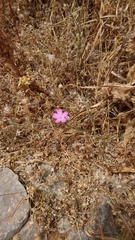 Dianthus strictus