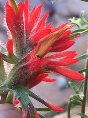 Castilleja scabrida scabrida