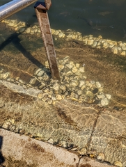 Saccostrea glomerata