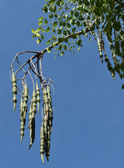 Moringa hildebrandtii