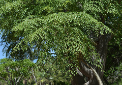 Moringa hildebrandtii